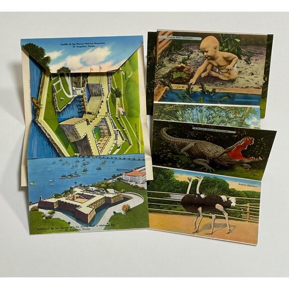 Vintage 1942 St. Augustine Florida Postcards Alligator Ostrich Farm - Picture 3 of 3
